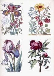 Various European insects and flowers (Maria Sibylla Graff Merian) - Muzeo.com
