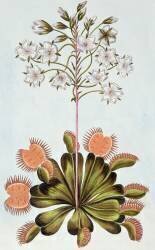 Venus Fly-trap (Pierre-Joseph Buchoz) - Muzeo.com