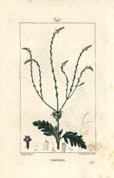 Verbena or Sacred Herb (Pierre Jean Francois Turpin) - Muzeo.com