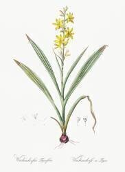 Wachendorfia Thyrsiflora (Pierre Joseph Redouté) - Muzeo.com