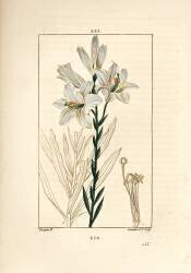 White lily or madonna lily - White lily (Pierre Jean Francois Turpin) - Muzeo.com