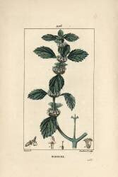 White or common marrube - Common horehound (Pierre Jean Francois Turpin) - Muzeo.com