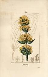 Yellow Gentian or Great Gentian - Gentian (Pierre Jean Francois Turpin) - Muzeo.com