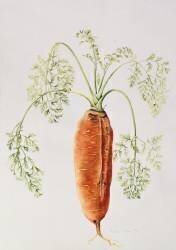 Carrot from my Garden (Alison Cooper) - Muzeo.com