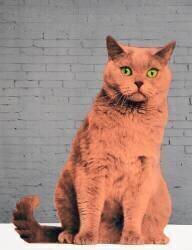 Everybody wants to be a cat (Anne Storno) - Muzeo.com