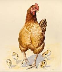 George's Hen and her Chicks (Alison Cooper) - Muzeo.com
