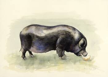 Italian Black Pig (Alison Cooper) - Muzeo.com
