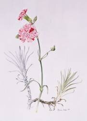Old Variety of Dianthus (Alison Cooper) - Muzeo.com
