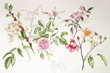 Various Roses (Alison Cooper) - Muzeo.com