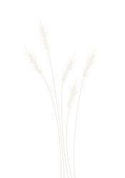 Wheat Grass (1x Studio II) - Muzeo.com