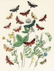 A kaleidoscope of fluttering butterflies and caterpillars (William Forsell Kirby) - Muzeo.com