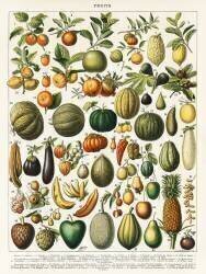A vintage illustration of a wide variety of fruits and vegetables from the book, Nouveau Larousse Illustre (1898) (Larousse) - Muzeo.com