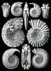 Ammonite, Extinct Marine Mollusk (Ernst Haeckel) - Muzeo.com