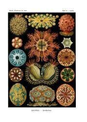Ascidiae (Ernst Haeckel) - Muzeo.com