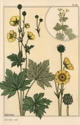 Buttercup (Eugène Grasset) - Muzeo.com