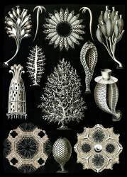 Calcareous Sponges (Ernst Haeckel) - Muzeo.com