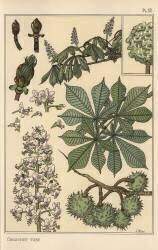 Chestnut tree (Eugène Grasset) - Muzeo.com