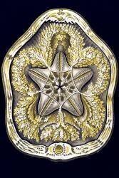 Clypeaster rosaceus (Ernst Haeckel) - Muzeo.com