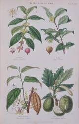 Coffee, Tea, Chocolate and Breadfruit (W. Fitch) - Muzeo.com