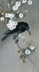 Crow in a Cherry Blossom branch (Ohara Koson) - Muzeo.com