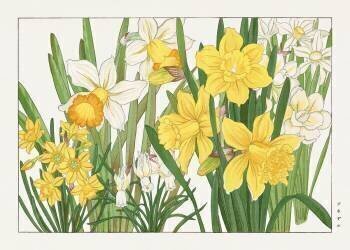 Daffodil (Tanigami Kônan) - Muzeo.com