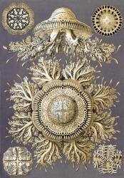 Discomedusae, Jellyfish (Ernst Haeckel) - Muzeo.com