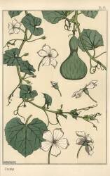 Gourd (Eugène Grasset) - Muzeo.com