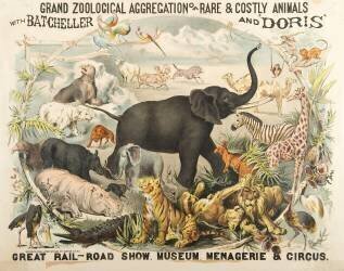 Grand Zoological Aggregation of Rare and Costly Animals with Batcheller and Doris (American School) - Muzeo.com
