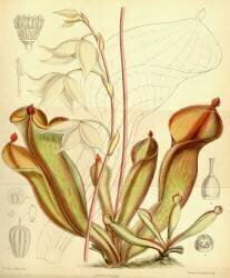 Heliamphora nutans (Joseph Dalton Hooker) - Muzeo.com