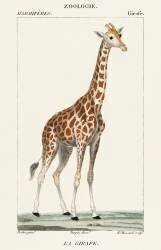 Illustration of a giraffe (Pierre Jean Francois Turpin) - Muzeo.com