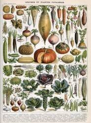 Illustration of Vegetable Varieties (Alillot) - Muzeo.com