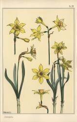 Jonquil (Eugène Grasset) - Muzeo.com