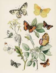 Kaleidoscope of fluttering butterflies and caterpillars (William Forsell Kirby) - Muzeo.com