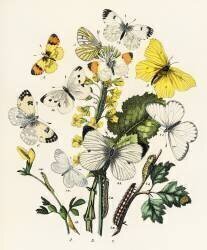 Kaleidoscope of fluttering butterflies and caterpillars (William Forsell Kirby) - Muzeo.com