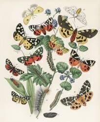 Kaleidoscope of fluttering butterflies and caterpillars (William Forsell Kirby) - Muzeo.com
