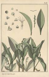 Lily of the valley (Eugène Grasset) - Muzeo.com