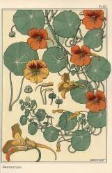 Nasturtium (Eugène Grasset) - Muzeo.com