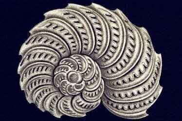 Olystomella venusta (Ernst Haeckel) - Muzeo.com