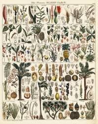 Palm tree and tropical species including sago, coconut, breadfruit, pepper, pineapple, agave, sea coconut, areca, manicaria (anonymous) - Muzeo.com
