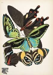 Plate 1, from Papillons, pub. 1925 (Émile-Allain Séguy) - Muzeo.com