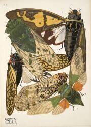 Plate 2 from Insectes, pub. 1930\'s (Émile-Allain Séguy) - Muzeo.com