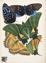 Plate 6, from Papillons, pub. 1925 (Émile-Allain Séguy) - Muzeo.com