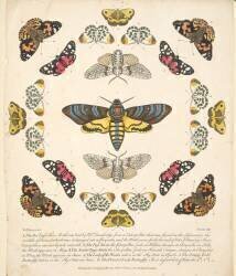 Plate XII, from A Rare Depiction of Butterflies and Moths (Benjamin Wilkes) - Muzeo.com
