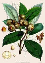 Quercus lamellosa (Joseph Dalton Hooker) - Muzeo.com