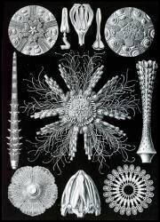 Sea Urchins and Sand Dollars (Ernst Haeckel) - Muzeo.com