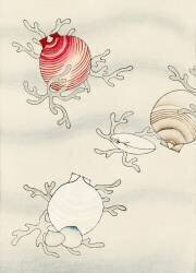 Shell fish (Watanabe Seitei) - Muzeo.com