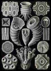 Tetracorallia, Extinct Corals (Ernst Haeckel) - Muzeo.com