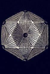 Thamnastraca arachnoides (Ernst Haeckel) - Muzeo.com