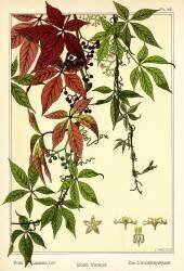 The Five-leaved Ivy (Maurice Pillard Verneuil) - Muzeo.com