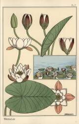 The water lily (Eugène Grasset) - Muzeo.com